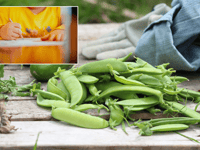 Young poets invited to celebrate British farming with pea-themed poems