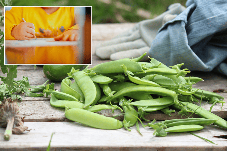 Great British Pea Week competition