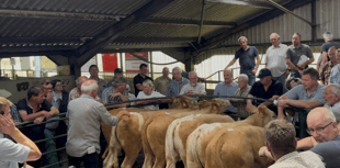 Hallworthy Livestock Market Report: Thursday, July 10