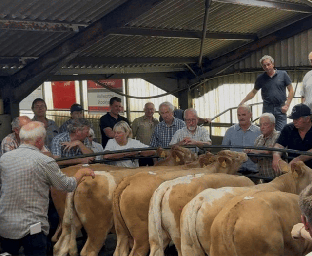 Hallworthy Livestock Market Report: Thursday, July 10
