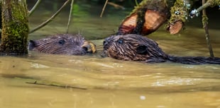 Delight as two baby beavers born in Cornwall