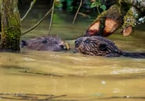 Delight as two baby beavers born in Cornwall as part of national programme