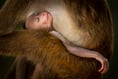 Incredible wildlife photographs to go on display