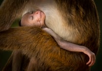Incredible wildlife photographs to go on display