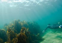 Looe hosts free snorkelling event for National Marine Week