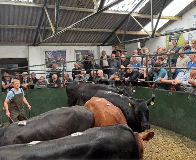 Hallworthy Livestock Market Report: Thursday, July 17