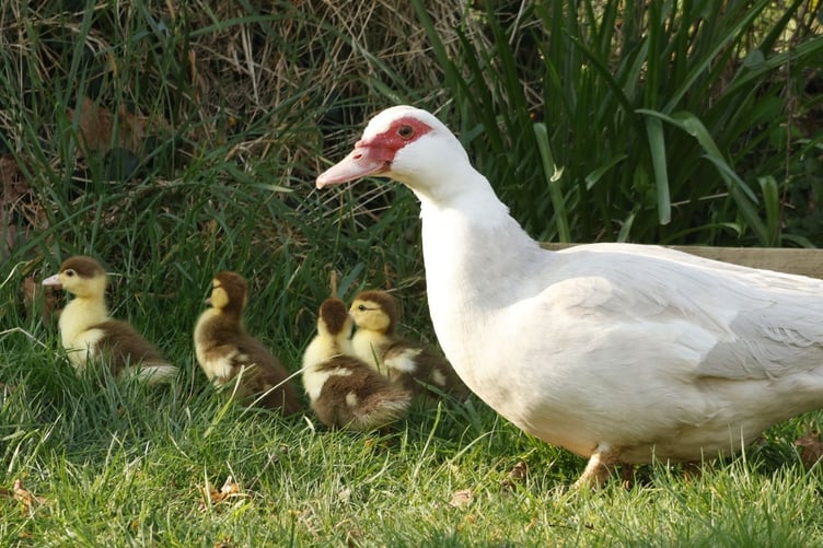 Duck whisperer Peter took in Sylvia and her brood to keep them safe when he spotted the number of ducklings was depleting; just three of that brood remain and Sylvia disappeared. (Picture: Peter Thompson)