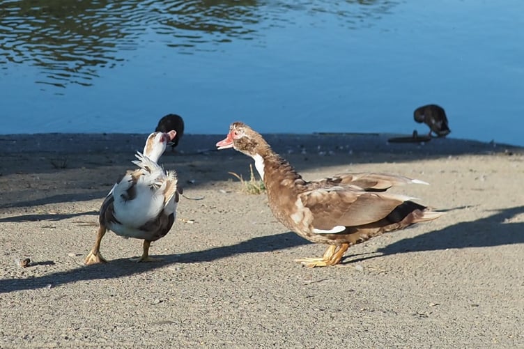 An excited Crumpet can't believe her eyes as she rejoices at seeing her sister again as Custard is returned to the river. (Picture: Peter Thompson)