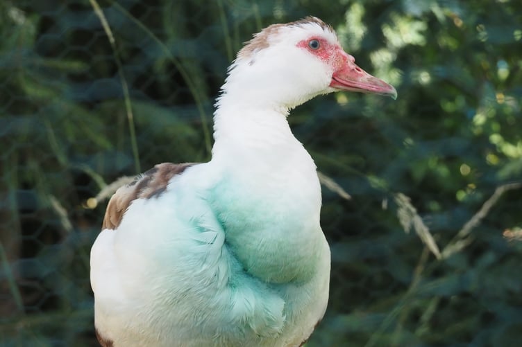 When Peter discovered Custard was injured he whisked her to Calweton Vets where the distressed duck received treatment, with two days rehab in Peter's garden. (Picture: Peter Thompson)