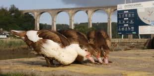 Calstock Muscovy duck population in crisis