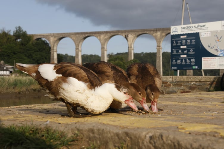 The surviving three Muscovy ducklings from the brood at three months old in June, Custard, Kiwi and Crumpet. (Picture: Peter Thompson)