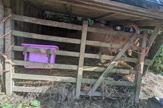 Mother and daughter banned after neglecting goats and chickens