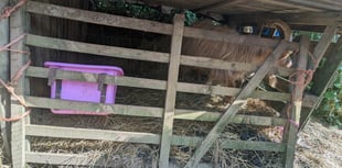 Mother and daughter banned after neglecting goats and chickens