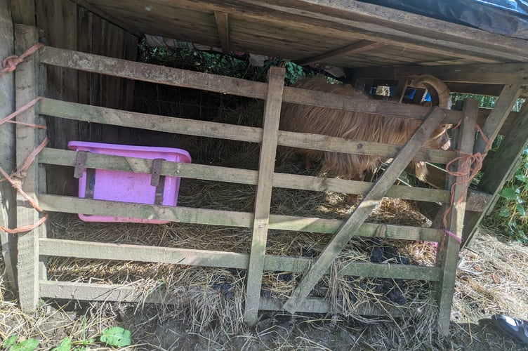 Goats in Looe being kept in unsuitable conditions.