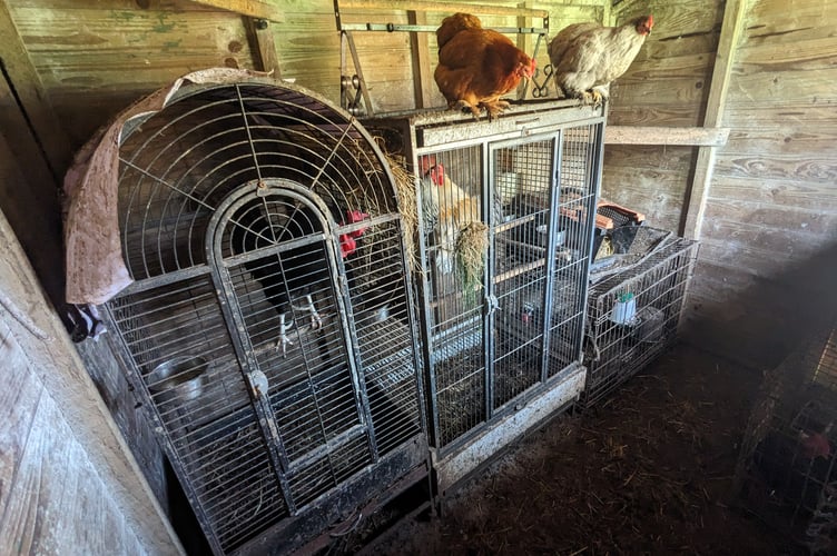 Poultry enclosures were dark, lacked bedding, food, and clean water.