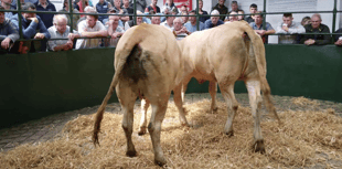 Hallworthy Livestock Market Report: Thursday, July 24