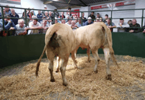 Hallworthy Livestock Market Report: Thursday, July 24