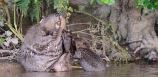 Wild beavers born at Cornwall reserve