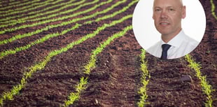 UK forage crops hit hard by heatwaves