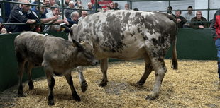 Hallworthy Livestock Market Report: Thursday, July 31