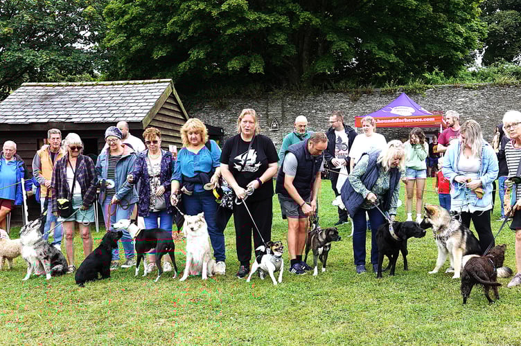 A wide variety of breeds were on show at this year's Torpoint Family Fun Dog Show. (Picture: Andy Campfield)