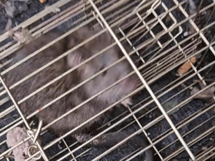 Surge in social media animal cruelty reports