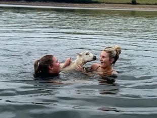 Training run turns into dramatic sheep rescue 