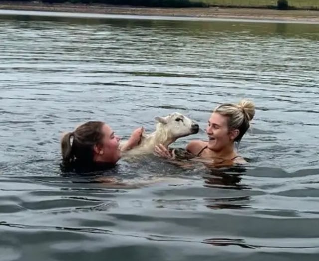 Training run turns into dramatic sheep rescue 