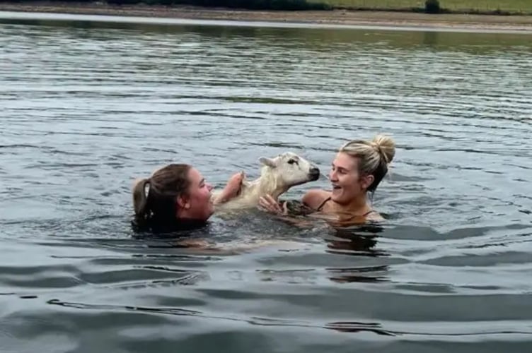 Abi Cox and Britney Lawrence swam over to rescue the sheep from Siblyback Lake (Picture: Aimee Turpie)