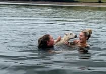 Training run turns into dramatic sheep rescue