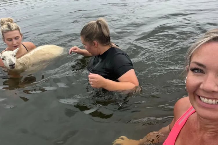  Britney Lawrence, Abi Cox and Aimee Turpie rescued a sheep from Siblyback Lake (Picture: Aimee Turpie)
