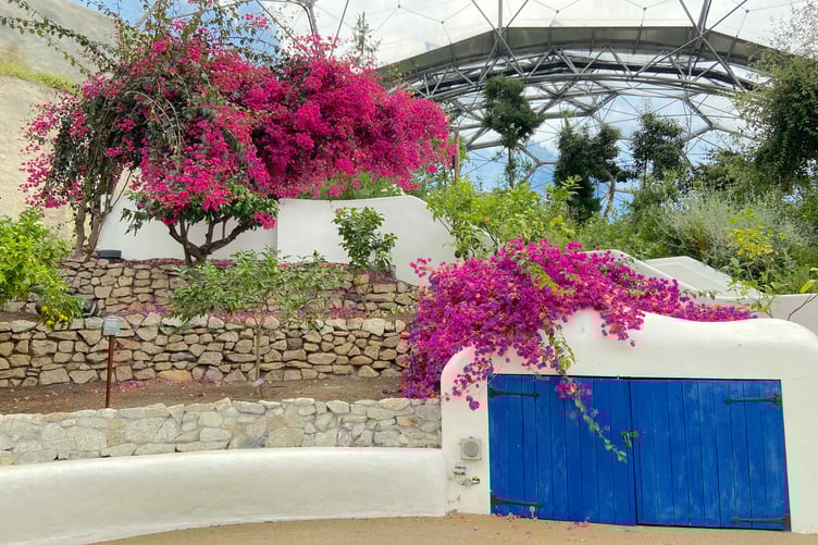 Inside the Mediterranean Biome at the Eden Project. (Picture: Andrew Townsend)