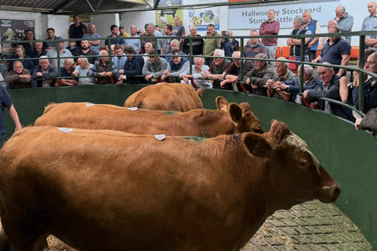 a decent days trading down here in Hallworthy’s cattle rings with 400 cattle passing through the both sections.