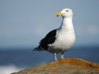 Seagull attack in St Ives: witness appeal