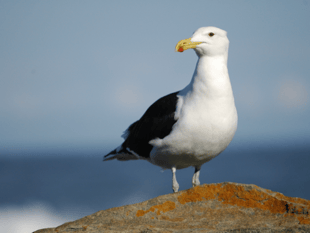 Seagull attack in St Ives: witness appeal