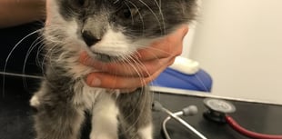 Animal charity staging summer sale to raise funds