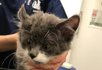 Animal charity staging summer sale to raise funds