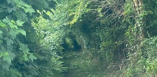 Planning: Council refuse permission to remove hedgerow