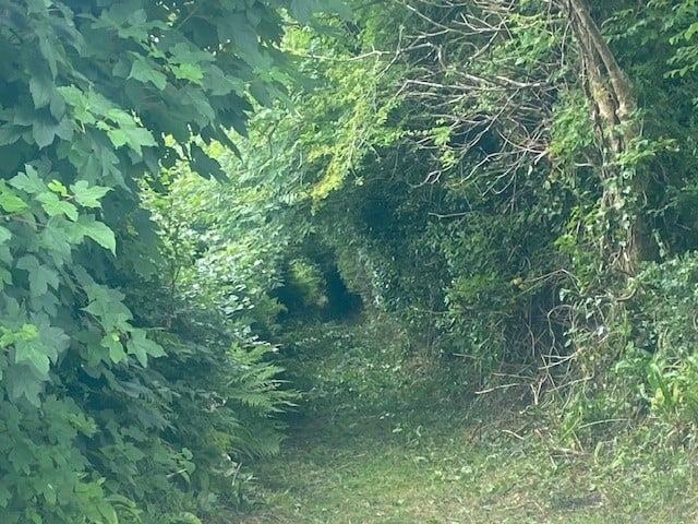 Planning: Council refuse permission to remove hedgerow