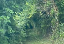 Planning: Council refuse permission to remove hedgerow