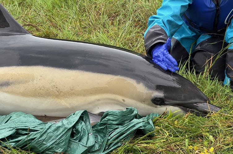Marine Mammal Medics including a veterinarian were dispatched to the scene with rescue equipment. (Picture: BDMLR)