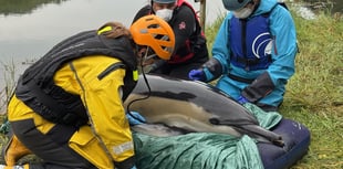 Medics and villagers battle to save dolphin trapped miles inland