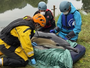 Medics and villagers battle to save dolphin trapped miles inland