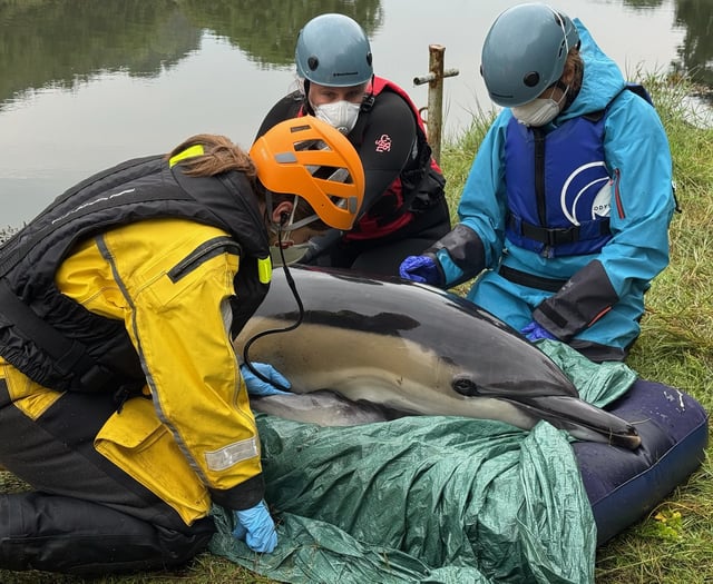 Medics and villagers battle to save dolphin trapped miles inland