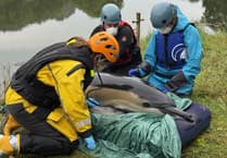 Medics and villagers battle to save dolphin trapped miles inland