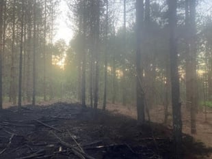 Wildfire risk in Cardinham Woods