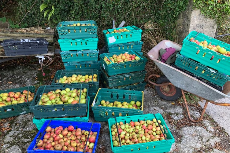 A bumper crop of apples was gleaned from just five trees in an orchard in Metherell in the Tamar Valley for foodbanks and community larders across the area.