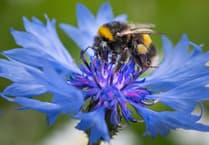 National Wildflower Centre celebrates 25th anniversary with photography competition