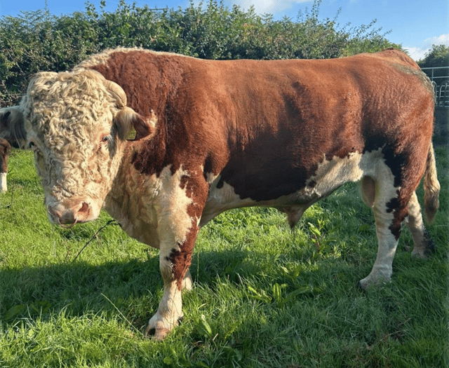 Hallworthy Livestock Market Report: Thursday, August 28