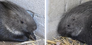 Porfell’s stolen porcupines are safely returned